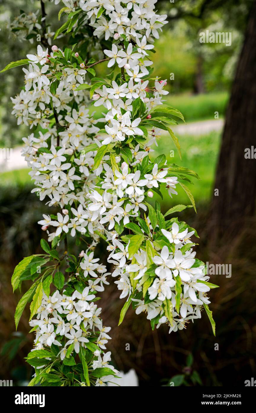 Malus Transitoria, crabapple de hoja cortada, Rosaceae, crabapple. Llamativa flor blanca de este árbol. Foto de stock