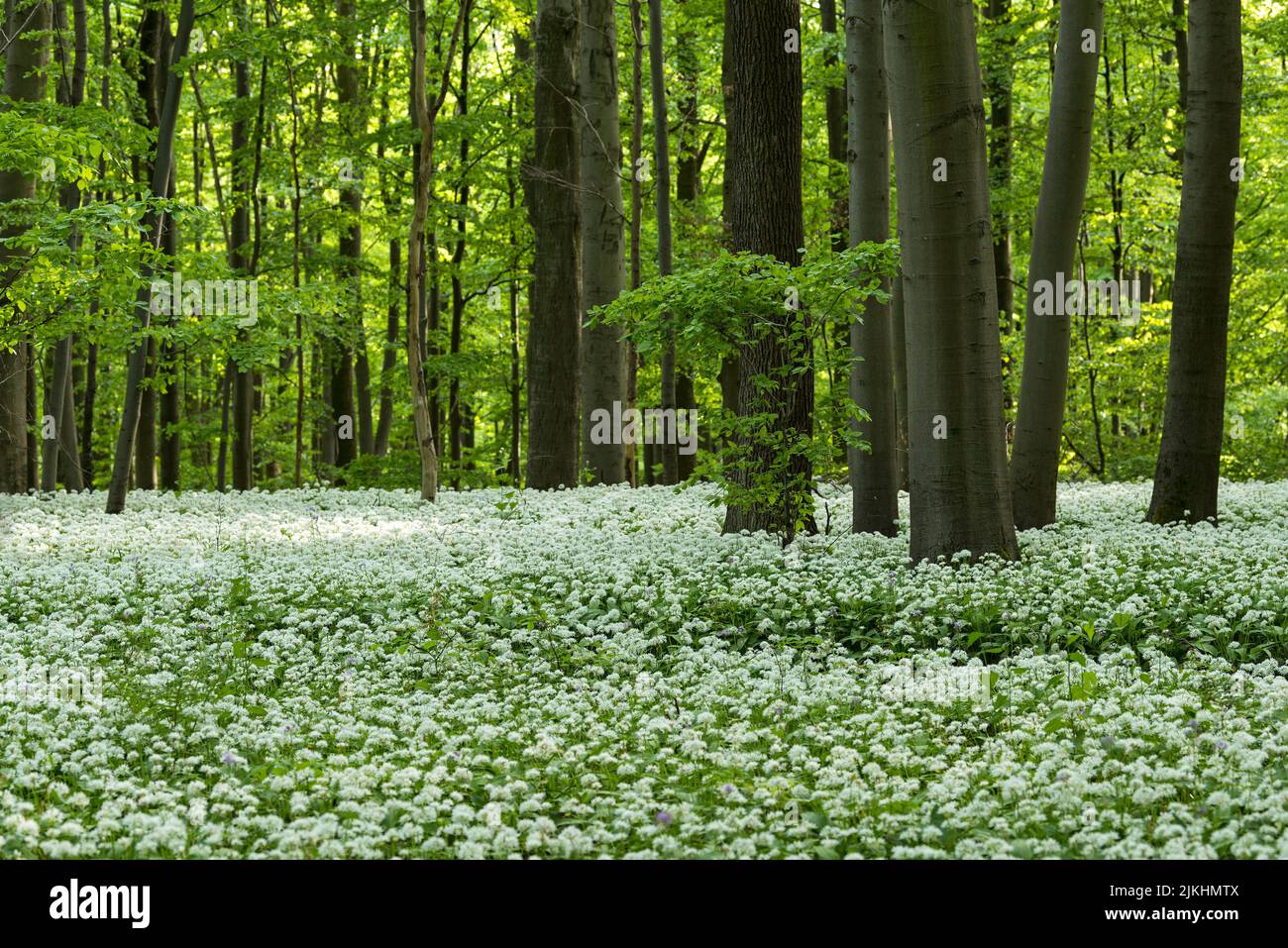 Bosque de haya verde primaveral, una alfombra de flores silvestres de ajo cubre el suelo del bosque, Parque Nacional Hainich, Patrimonio de la Humanidad de la UNESCO Ancient Beech Forests, Alemania, Turingia Foto de stock