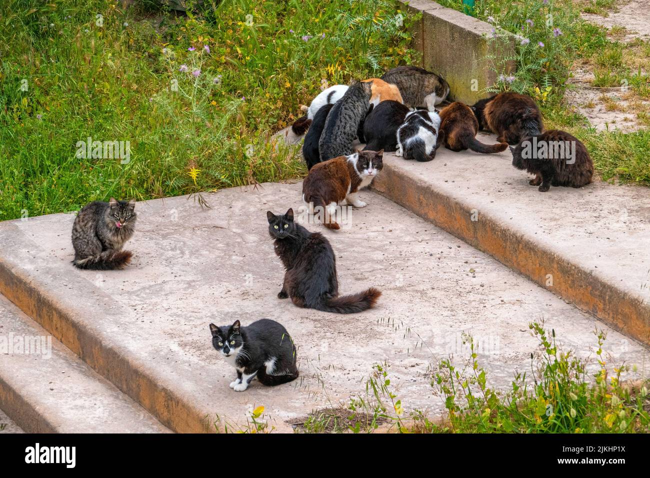 Gatos salvajes en Cala San Vicenc, Mallorca, Islas Baleares, España Foto de stock