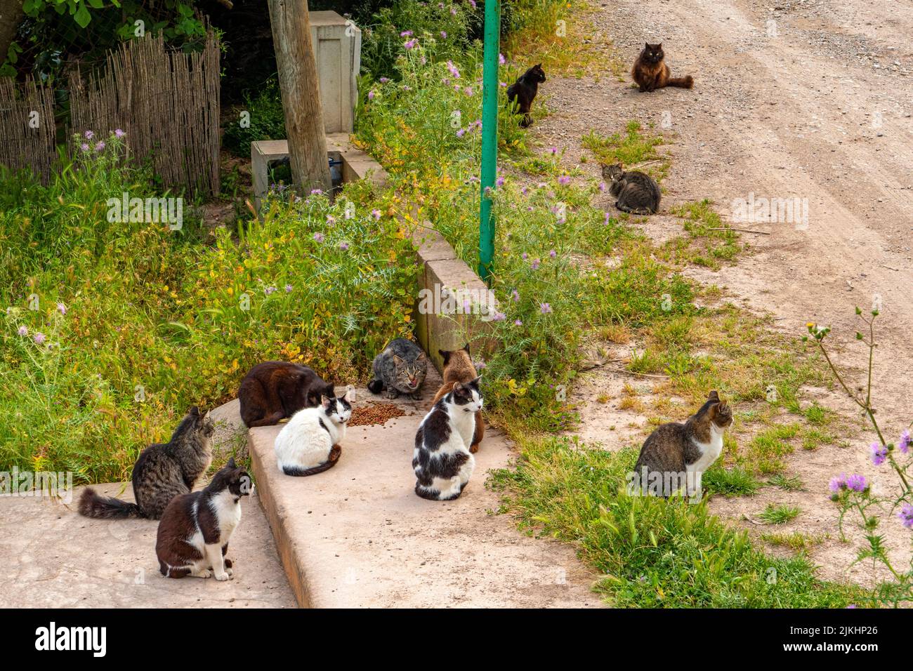 Gatos salvajes en Cala San Vicenc, Mallorca, Islas Baleares, España Foto de stock