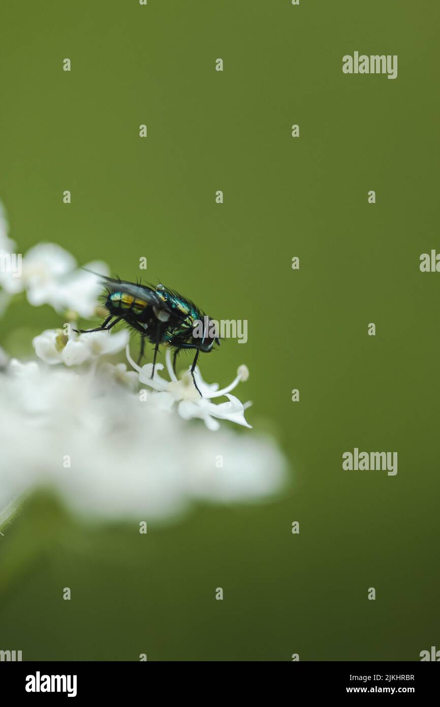 Una pequeña mosca sentada sobre una flor blanca. Foto de stock