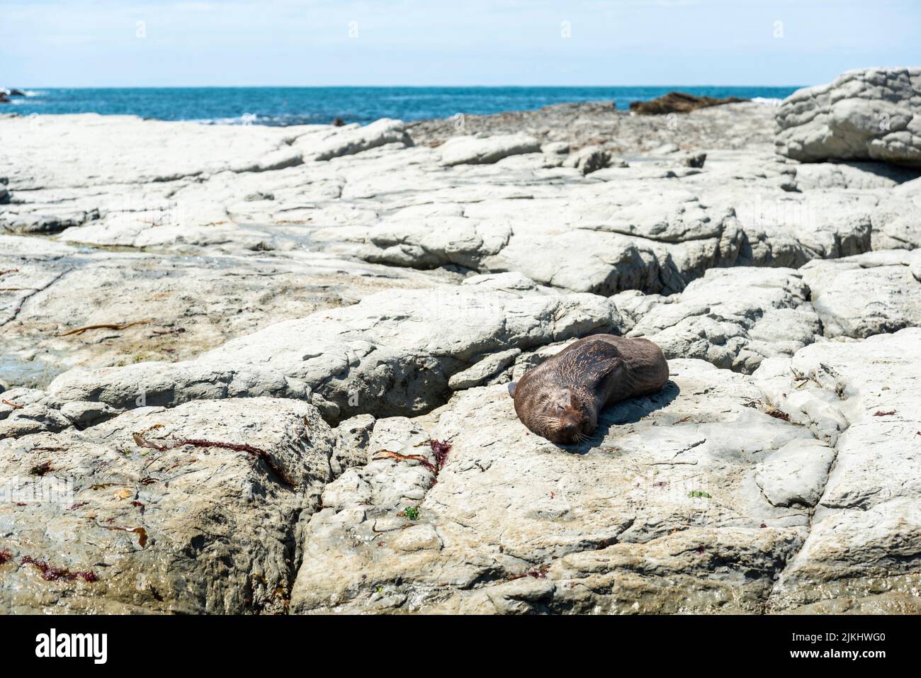 Leones marinos tumbados en la costa rocosa de Kaikoura, Isla Sur de Nueva Zelanda Foto de stock