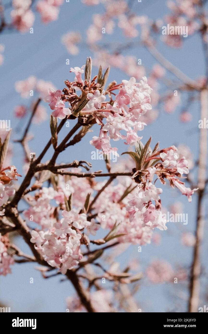 Flor de cerezo, primavera, flor, rosa, cielo azul, flores rosadas Foto de stock