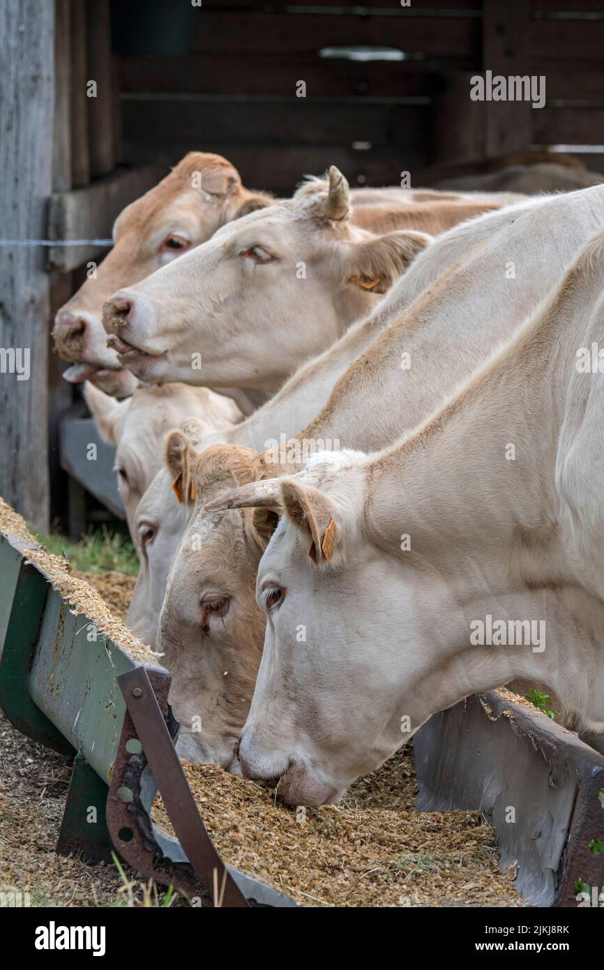 Rebaño de vacas Charolais blancas, raza francesa de ganado vacuno taurino, comer forraje de la canaleta / pesebre en el campo Foto de stock