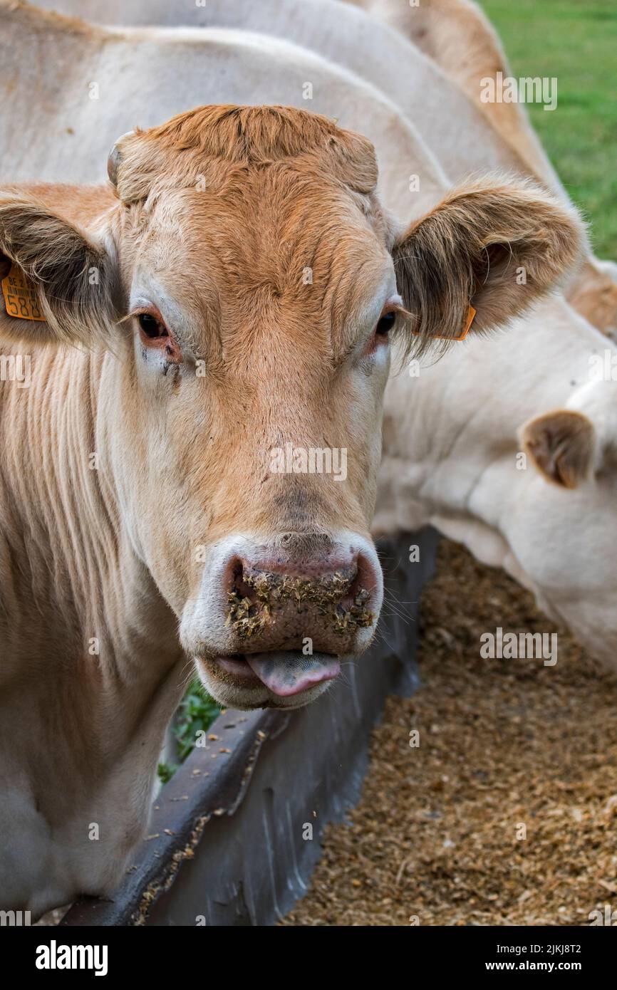 Rebaño de vacas Charolais blancas, raza francesa de ganado vacuno taurino, comer forraje de la canaleta / pesebre en el campo Foto de stock