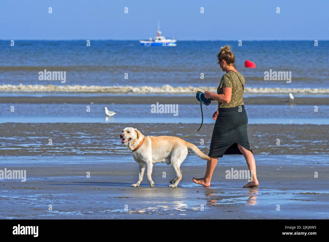 Dueña de perro / mujer caminando descalzo con Labrador Retriever en una correa / plomo en la playa de arena a lo largo de la costa del Mar del Norte en verano Foto de stock