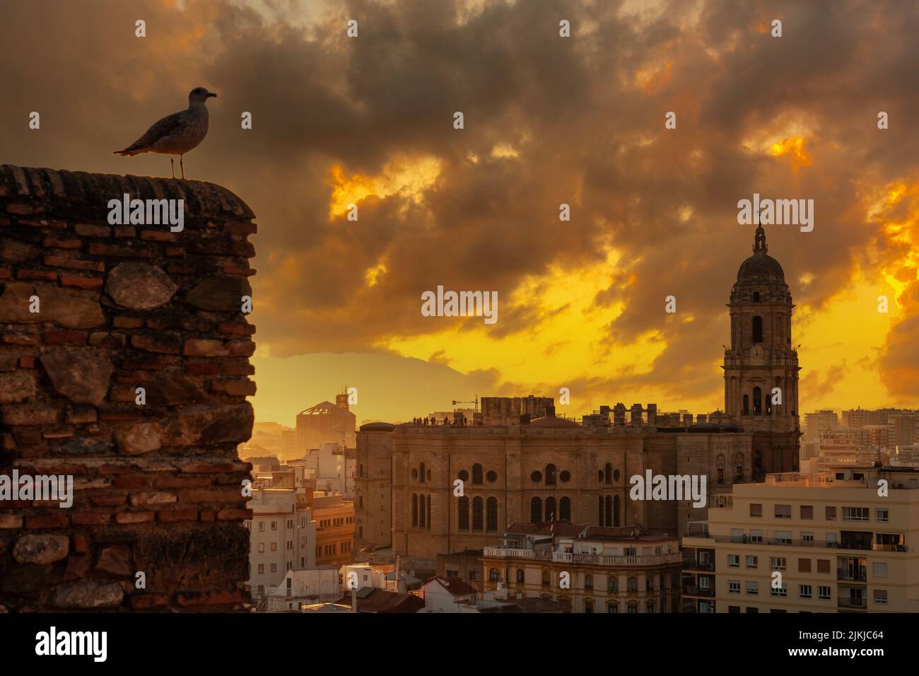 Una gaviota al atardecer desde las murallas de la Alcazaba de la ciudad de Málaga y al fondo la Catedral de la Encarnación de Málaga, Andalucía. Foto de stock