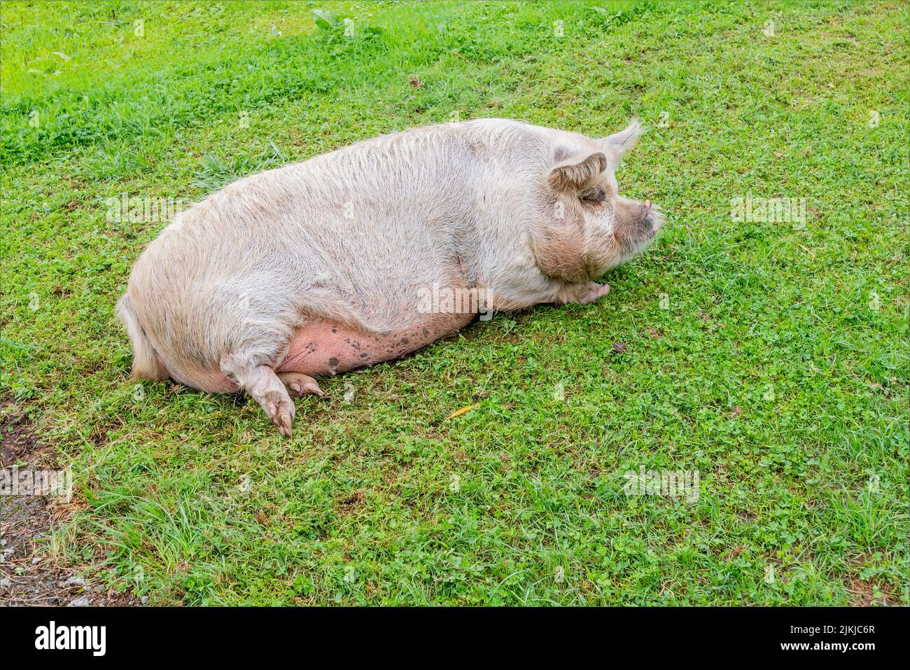 un-cerdo-sucio-y-sano-tumbado-en-la-hierba-2jkjc6r.jpg