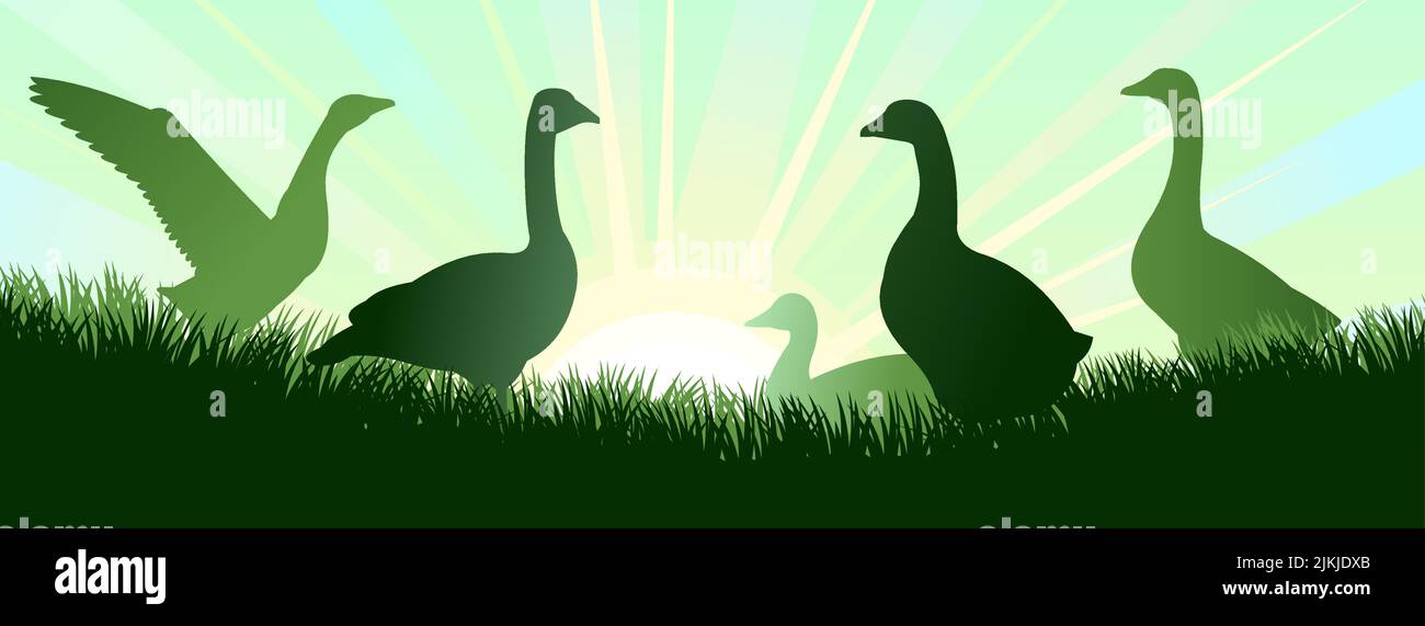 Gansos de pastoreo. Paisaje rural. Cielo y sol matutino. Pastos en el prado. Silueta del escenario. Aves agrícolas. Vector Ilustración del Vector