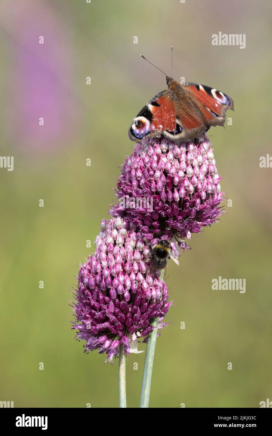 Aglais io mariposas fotografías e imágenes de alta resolución - Página 5 -  Alamy
