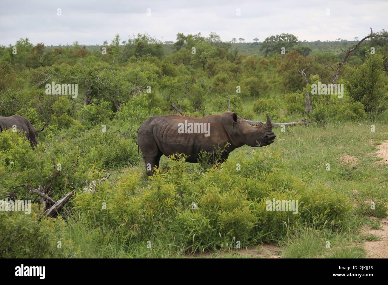 La hermosa foto de un rinoceronte en un safari africano Foto de stock