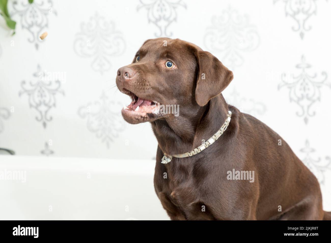 Un perro de labrador marrón sentado en el salón Foto de stock