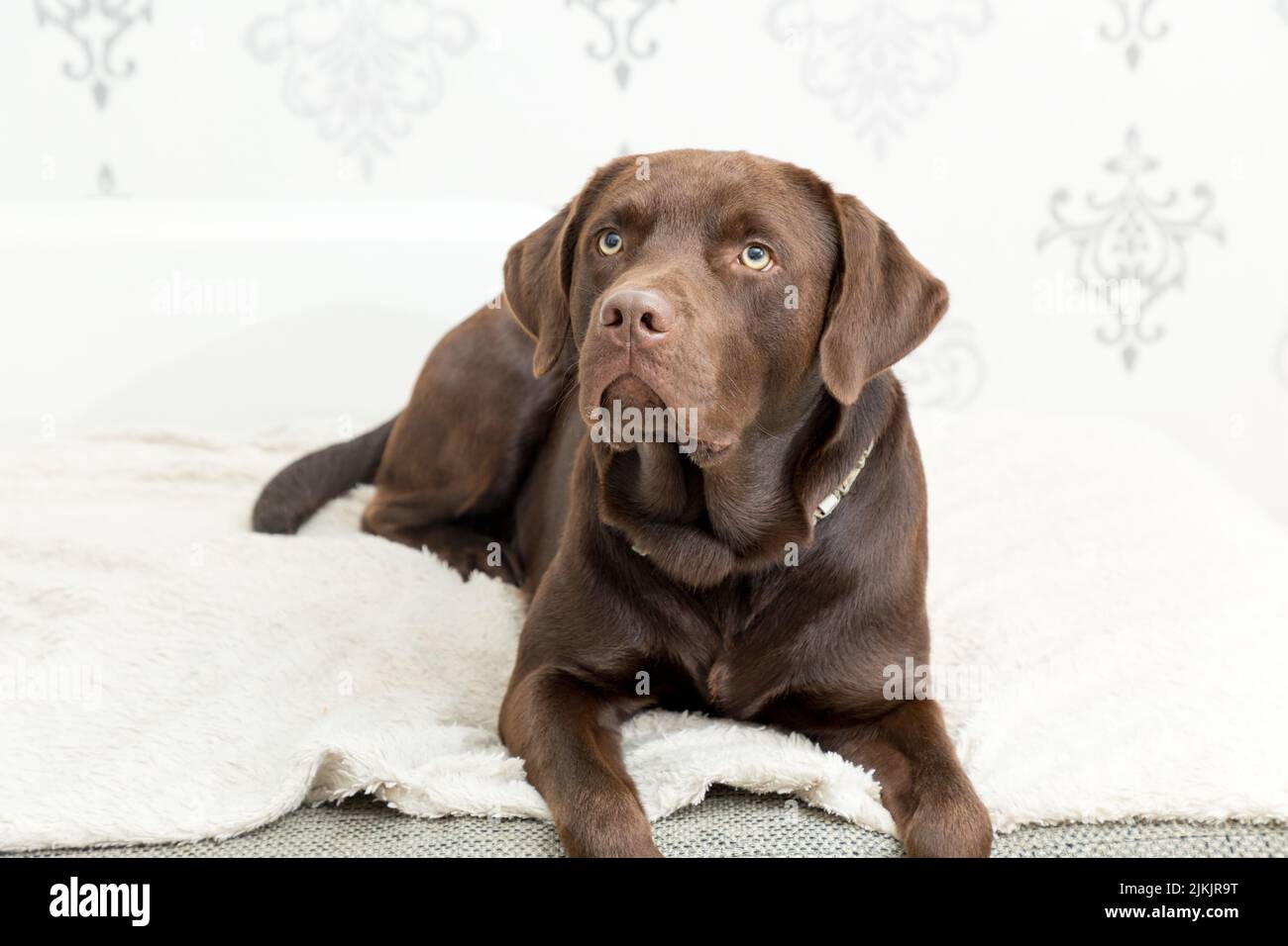 Un perro de labrador marrón sentado en el salón Foto de stock