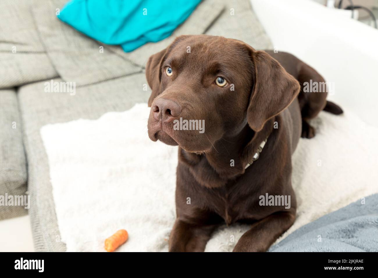 Un perro de labrador marrón sentado en el salón Foto de stock