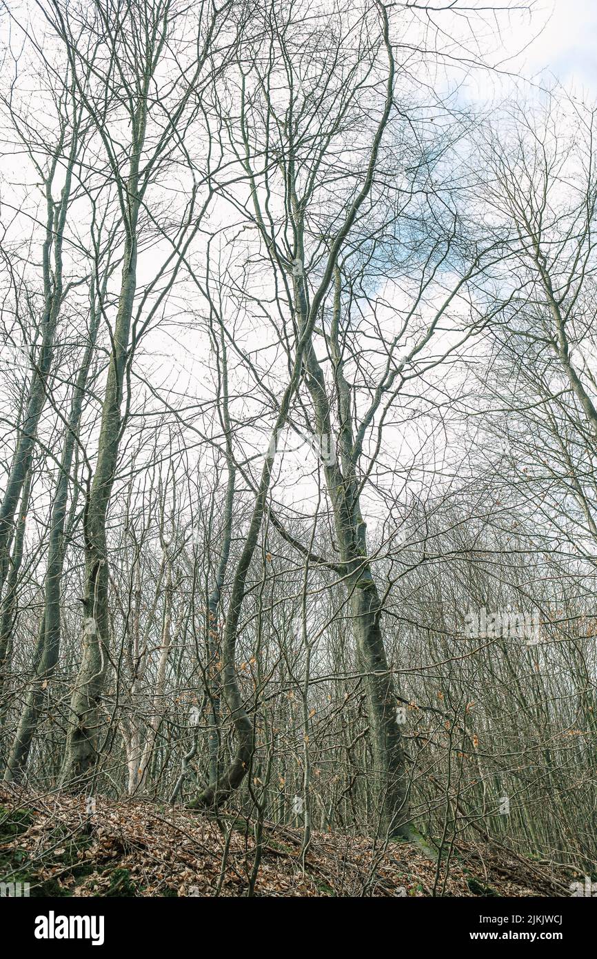 Un plano vertical de árboles forestales sin hojas contra un cielo nublado Foto de stock