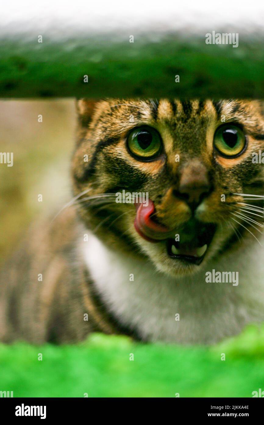 Una foto de enfoque selectivo vertical de un gato lamiendo su cara, enmarcada por tubos verdes Foto de stock
