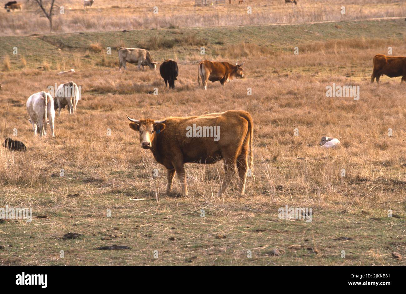 Pastoreo de ganado en un campo, cerca de Tehachapi, California Foto de stock