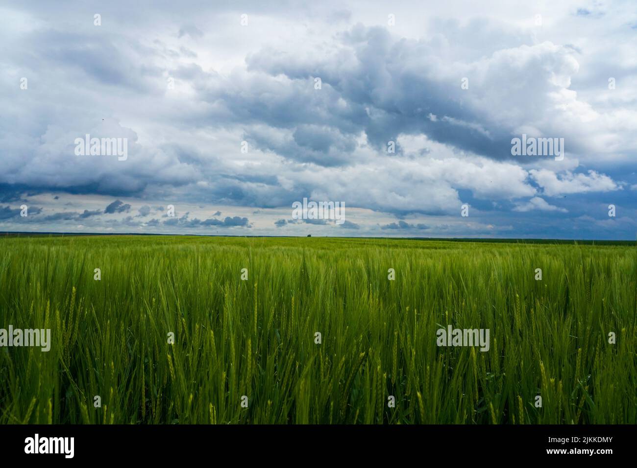 Una vista panorámica del campo abierto de trigo verde bajo un cielo nublado y sombrío Foto de stock