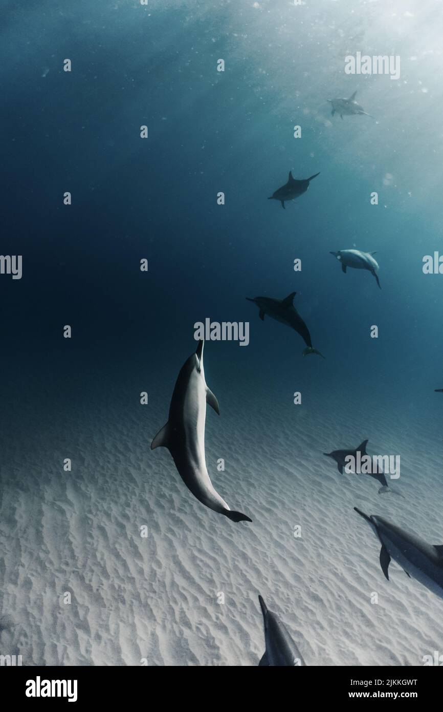Los delfines nadan en el fondo del mar, donde los rayos del sol iluminan el fondo Foto de stock