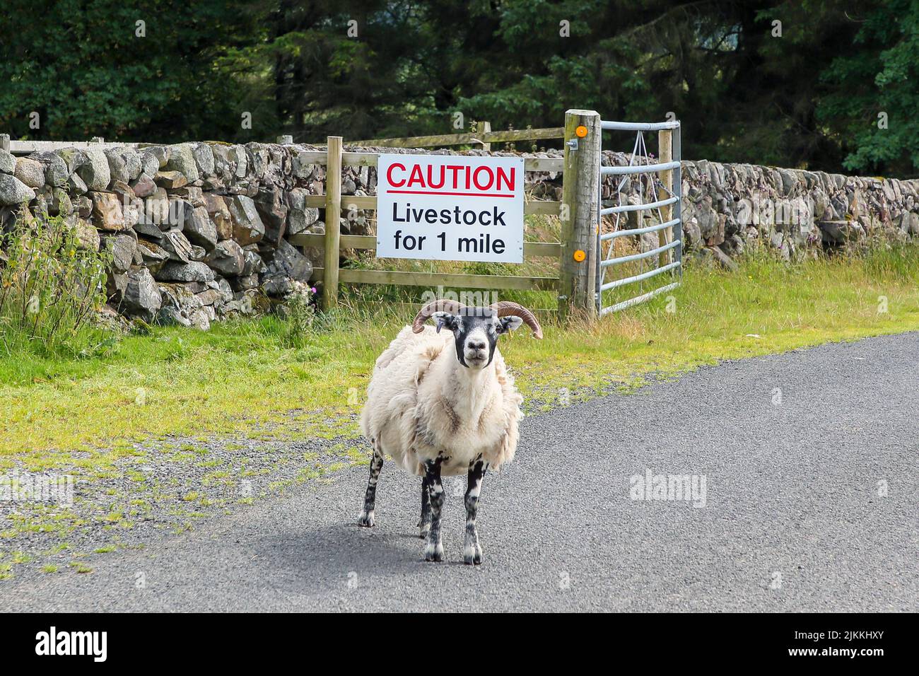 Ovejas de pie en la carretera frente a una señal que advierte a los conductores sobre los peligros de los animales en la carretera, roaad sin clasificar en el sur de Ayrshire, Escocia Foto de stock