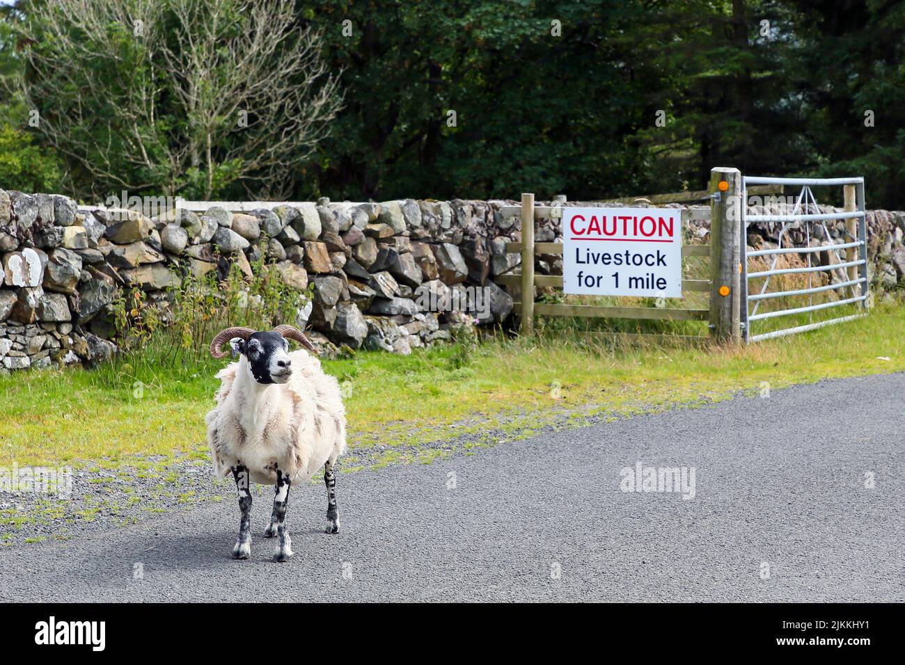 Ovejas de pie en la carretera frente a una señal que advierte a los conductores sobre los peligros de los animales en la carretera, roaad sin clasificar en el sur de Ayrshire, Escocia Foto de stock