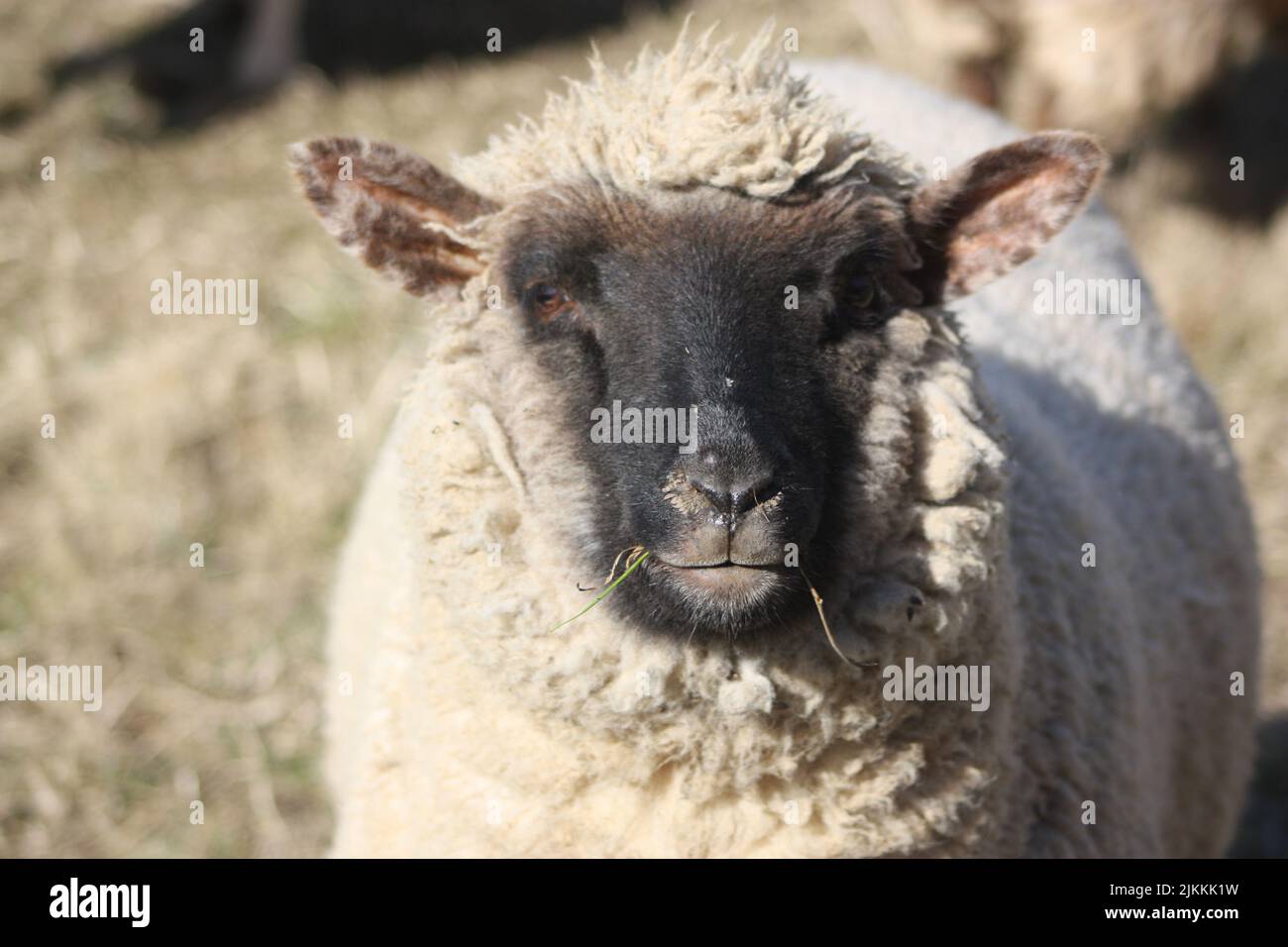 Un primer plano de una oveja blanca comiendo hierba en un campo en un día soleado Foto de stock