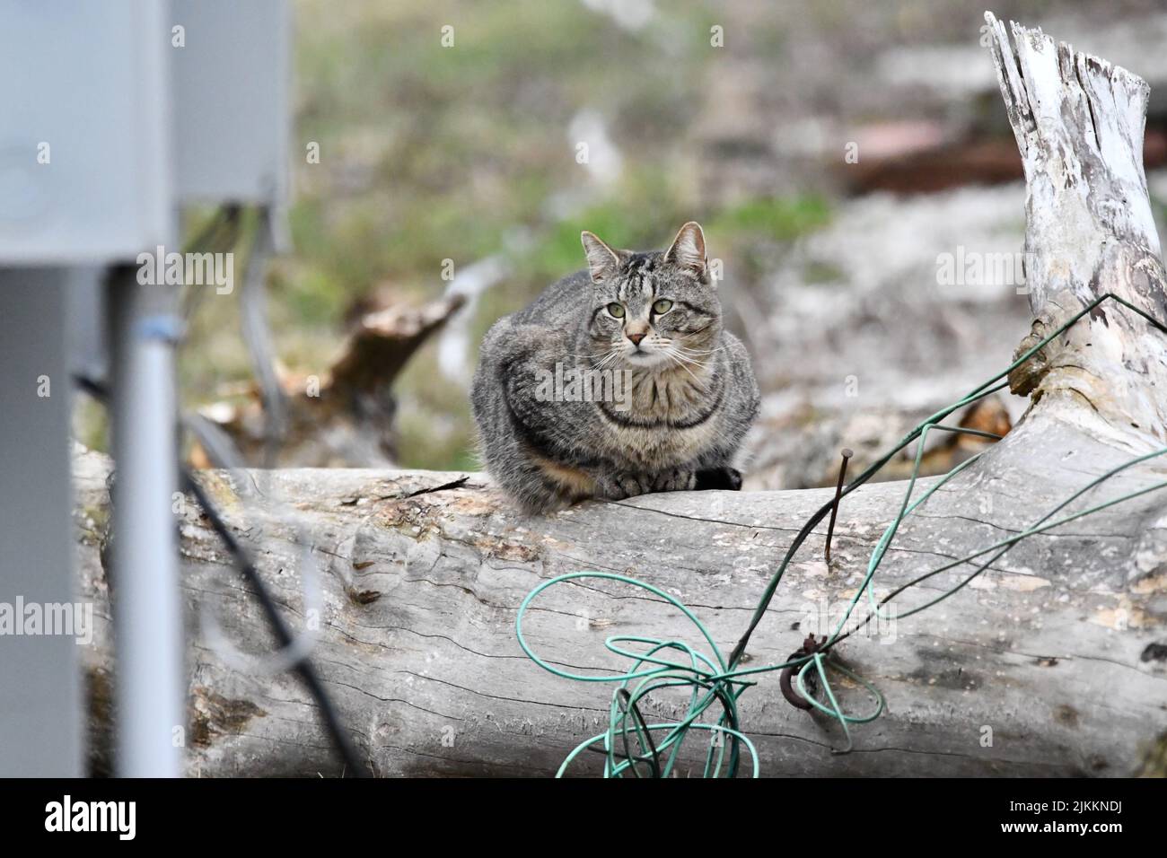 Un gato salvaje, tabby parado sobre un tronco de madera, aislado sobre un fondo borroso Foto de stock