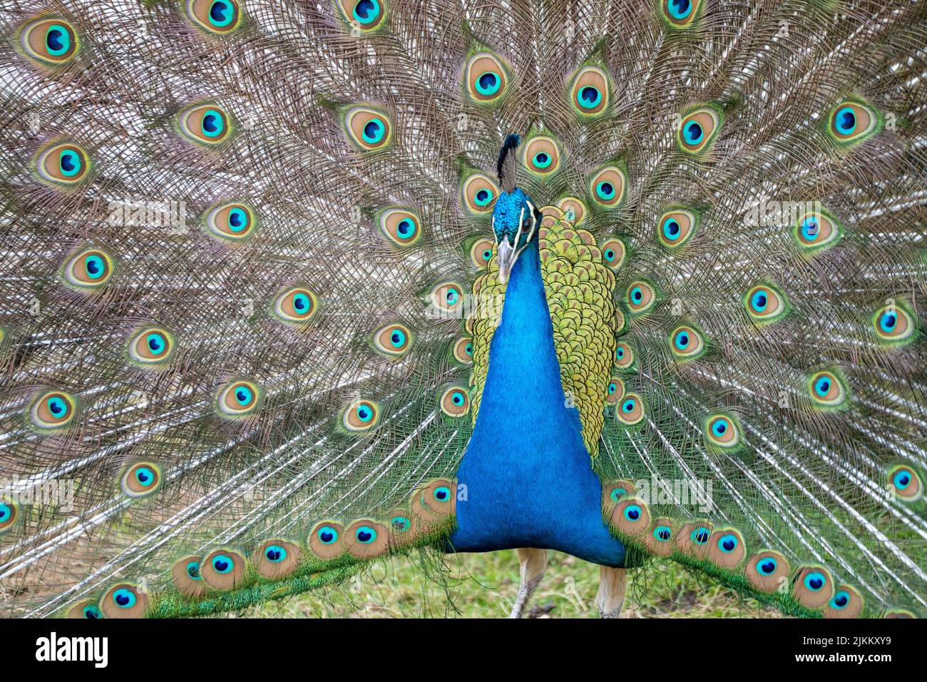 Un primer plano de un pavo real colorido abriendo sus grandes y hermosas plumas en un parque Foto de stock