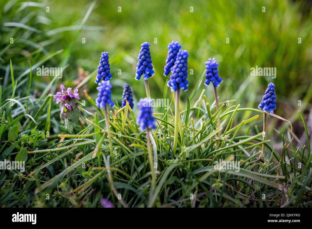 Flores bulbosas de primavera fotografías e imágenes de alta resolución -  Alamy