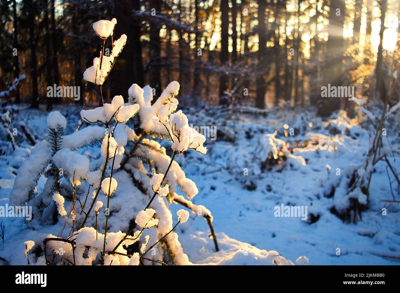 Un primer plano de la nieve en las ramas de la Selva Negra Alemana Foto de stock