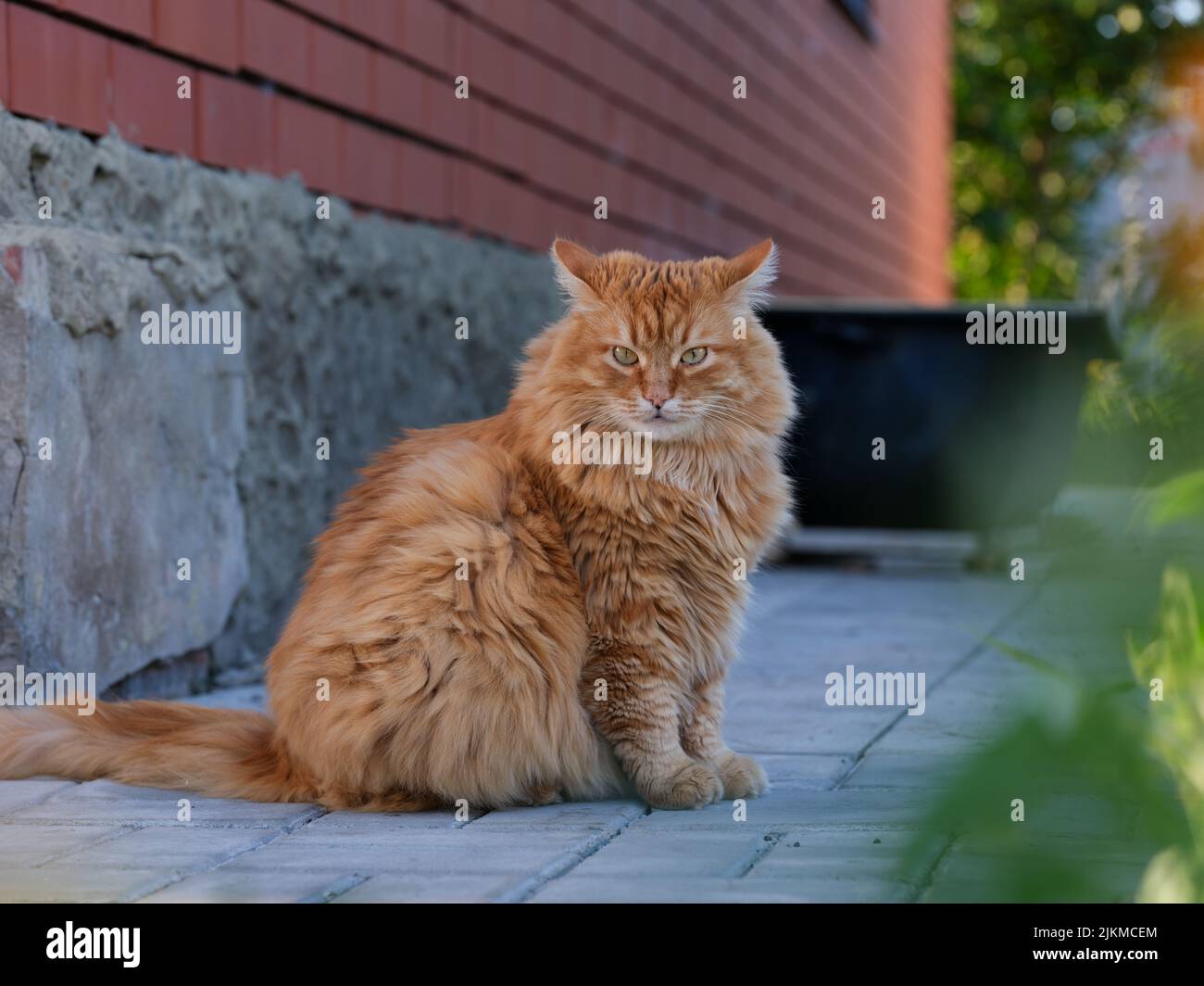 Un gato de jengibre sentado en frente de una casa. Primer plano. Foto de stock