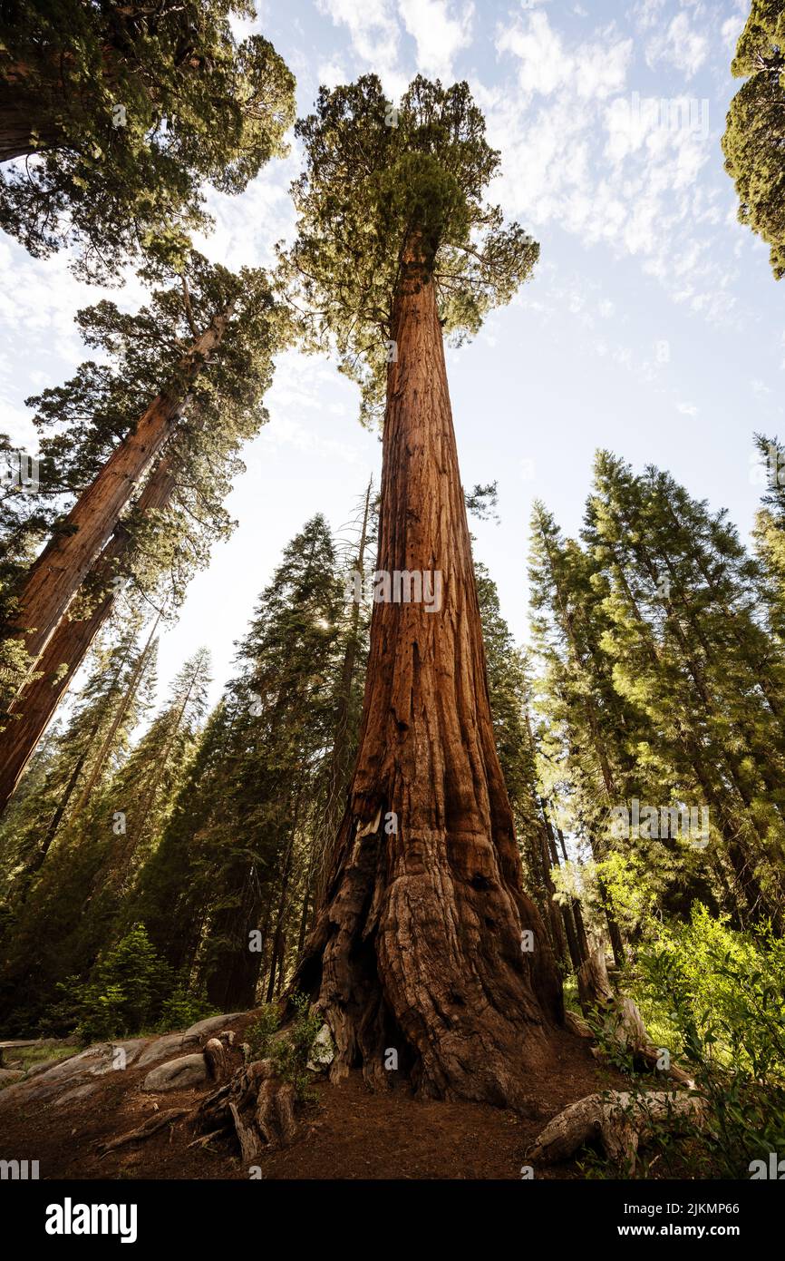 Árboles en el Parque Nacional Sequoia, California Foto de stock