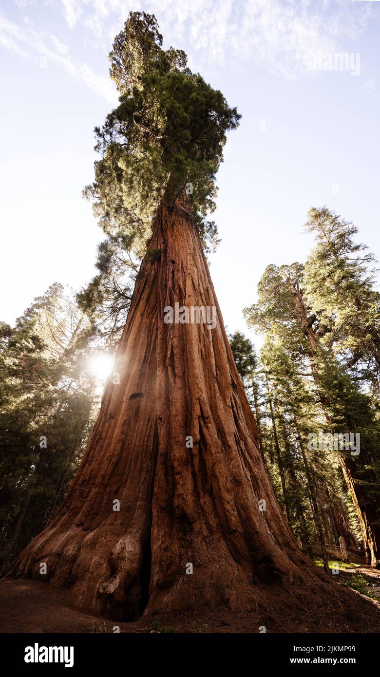 Sequoia en el Parque Nacional Sequoia, California Foto de stock