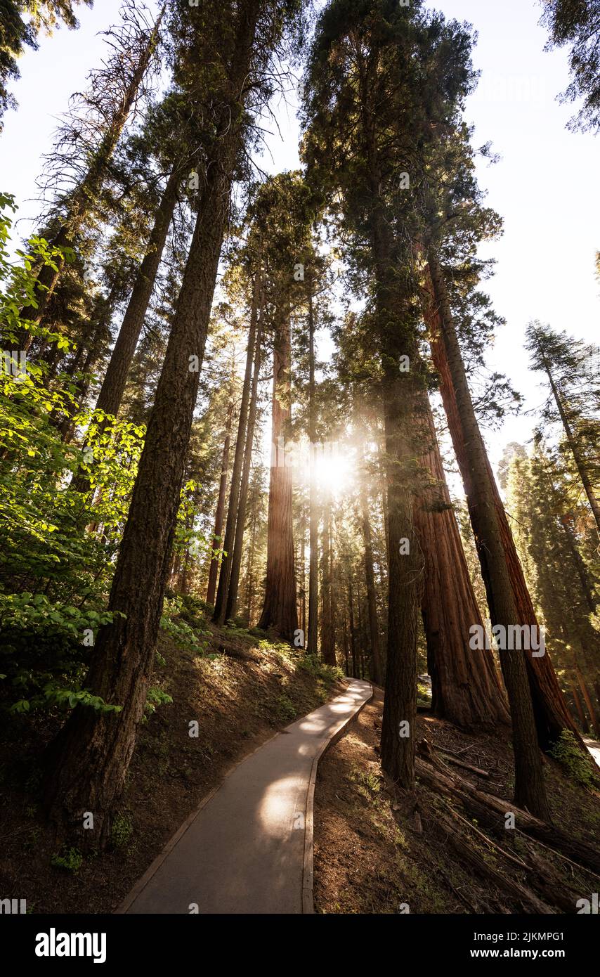Árboles en el Parque Nacional Sequoia, California Foto de stock