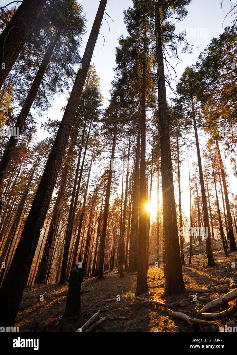 Secuoyas altas en el Parque Nacional Sequoia, California, Estados Unidos Foto de stock