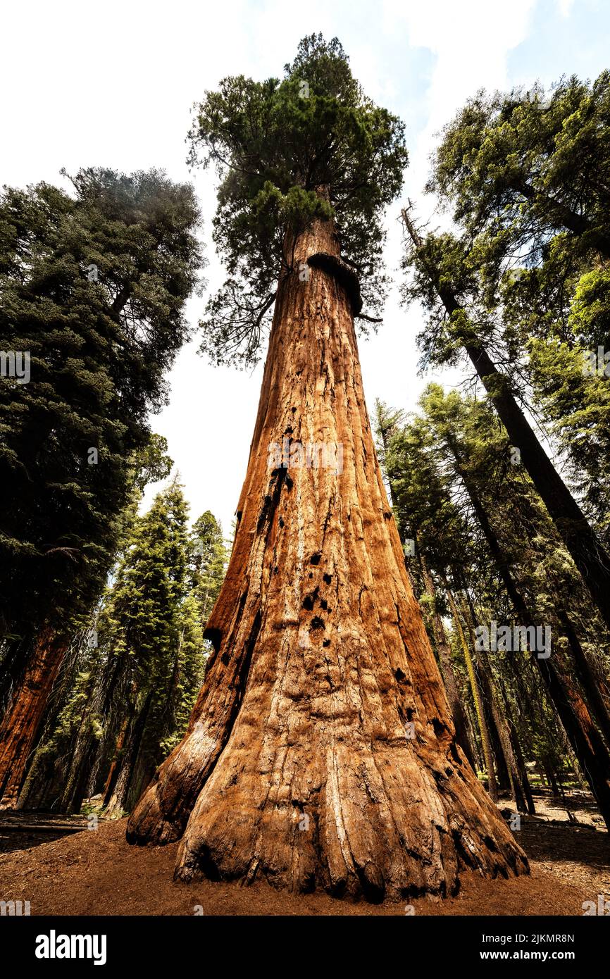 The McKinley tree, Sequoia National Park, California, Estados Unidos Foto de stock