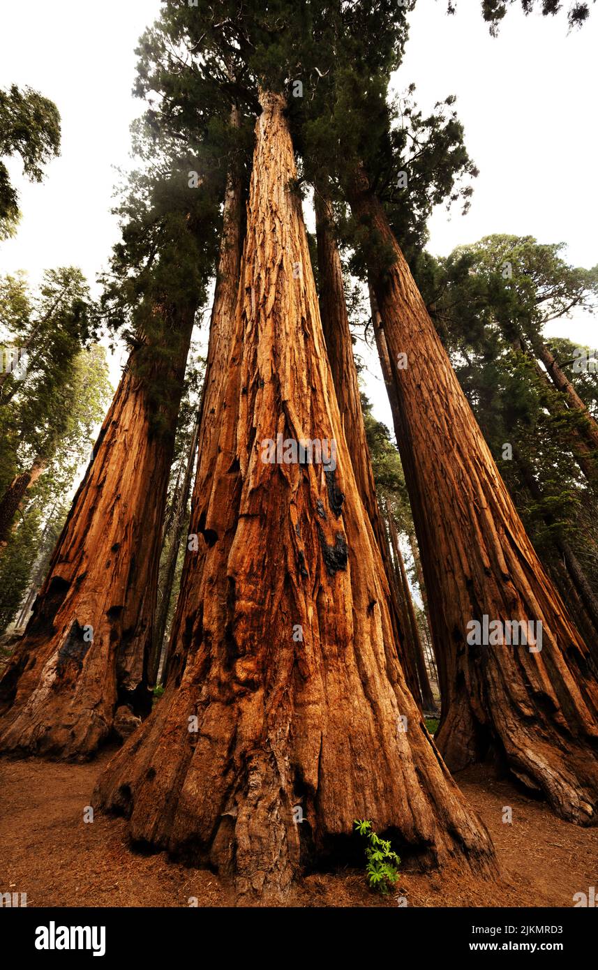 Grupo de árboles 'The Senate' en el Parque Nacional Sequoia, California Foto de stock