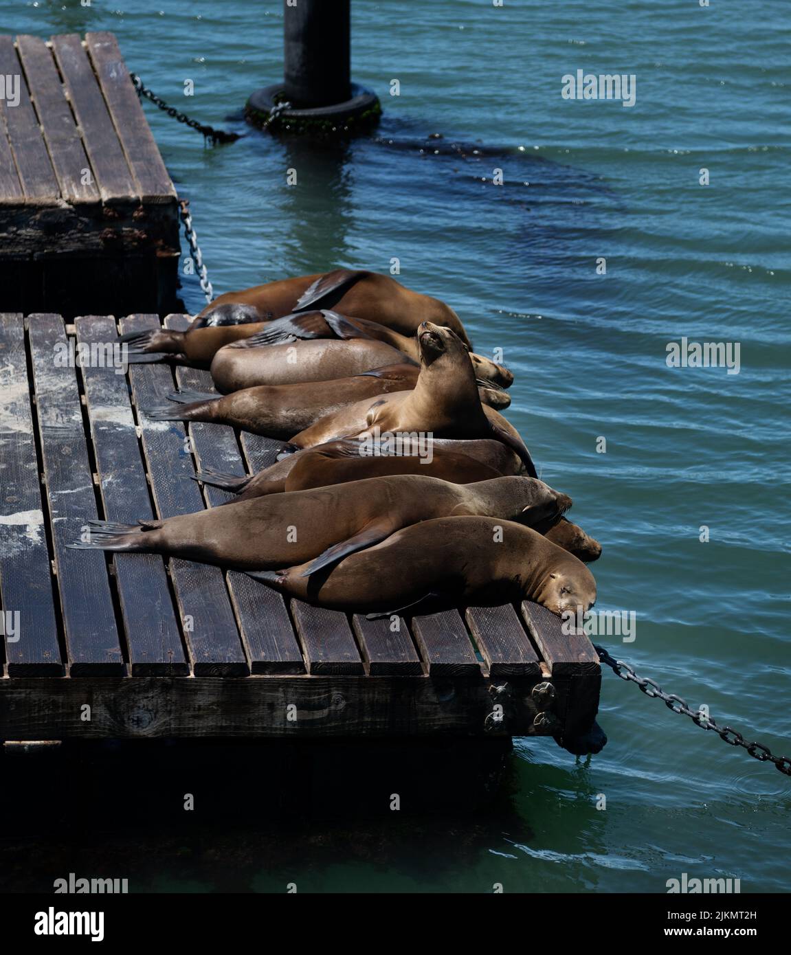 Leones marinos en el muelle de San Francisco, California Foto de stock