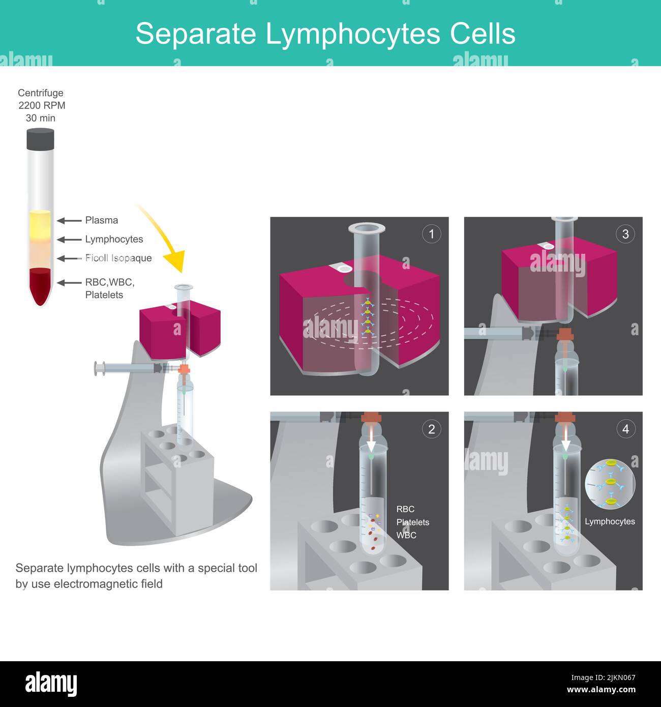 Separe las células de los linfocitos. Ejemplo de ilustración para el uso de laboratorio médico trabajado por un oficial Explique una herramienta especial para separar las células de linfocitos de b Ilustración del Vector