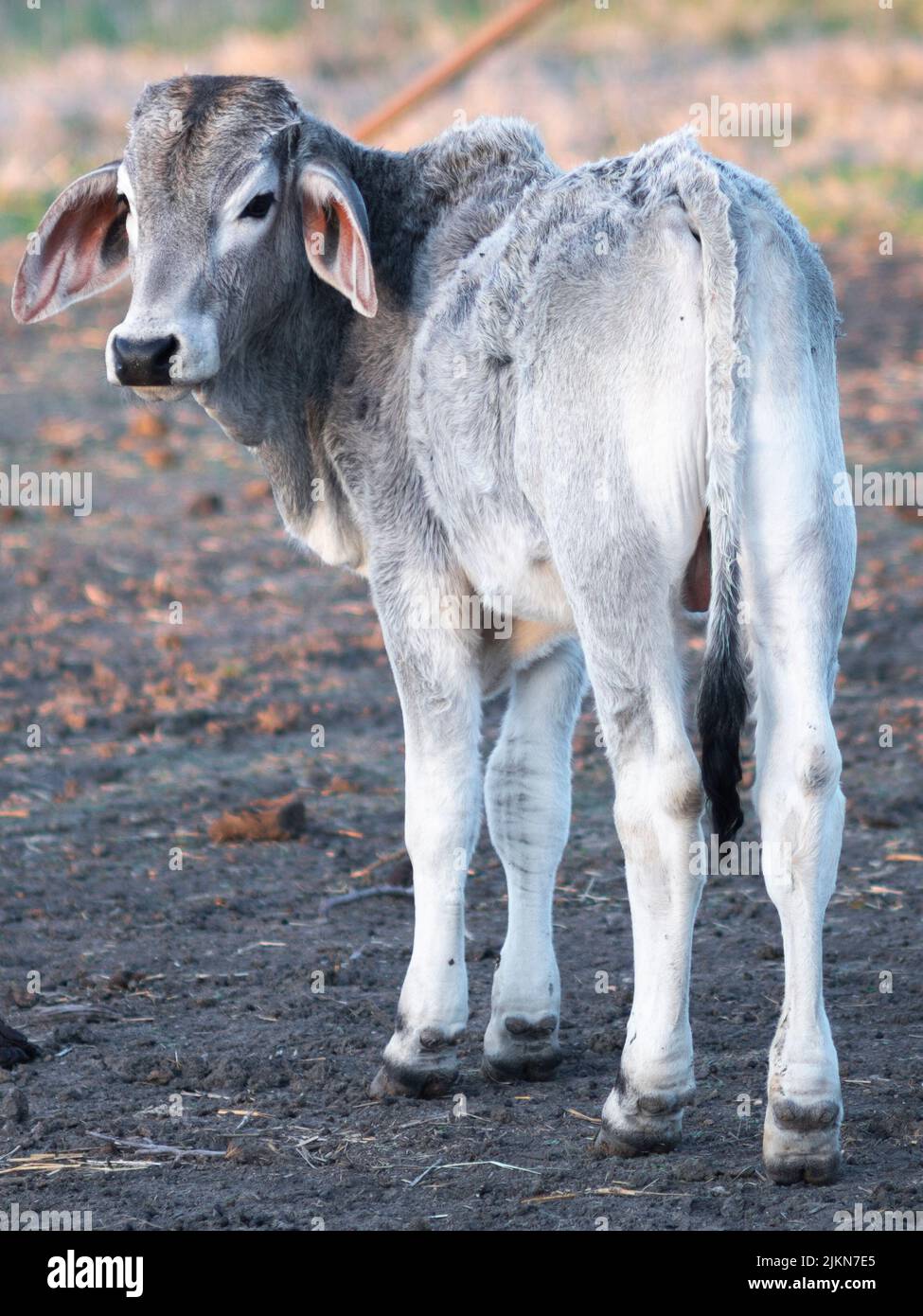 Un primer plano de una joven vaca Brahman estadounidense en la hierba de la granja mirando hacia atrás a la cámara Foto de stock
