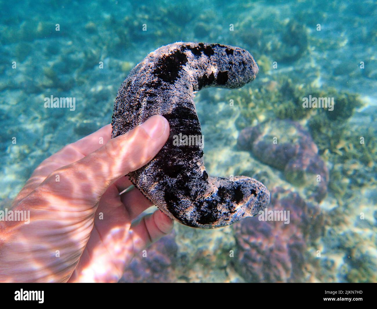 Indonesia Islas Anambas - Macho de mano sosteniendo pepino de mar Foto de stock