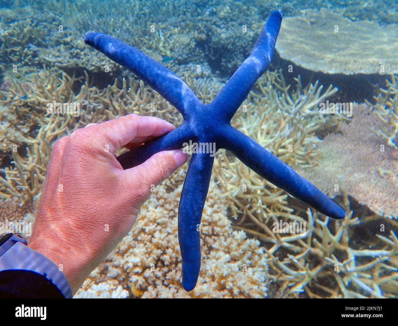 Indonesia Islas Anambas - Hombres sosteniendo la mano Estrella azul del mar - Linckia laevigata Foto de stock