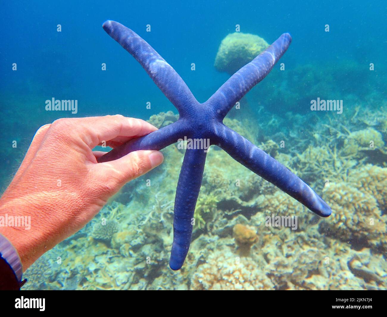 Indonesia Islas Anambas - Hombres sosteniendo la mano Estrella azul del mar - Linckia laevigata Foto de stock