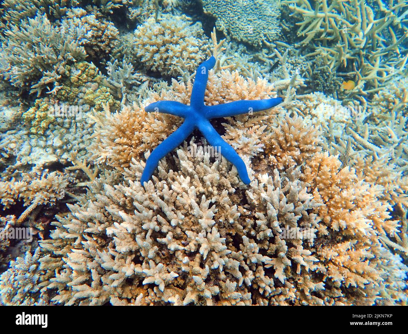 Indonesia Islas Anambas - Arrecife de coral con estrella azul del mar - Linckia laevigata Foto de stock