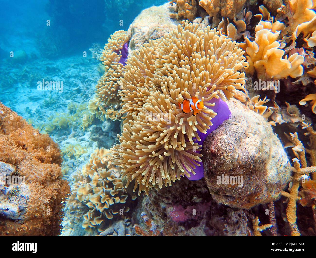 Indonesia Islas Anambas - Pez payaso y Anemona de Mar - Amphiprioninae Foto de stock