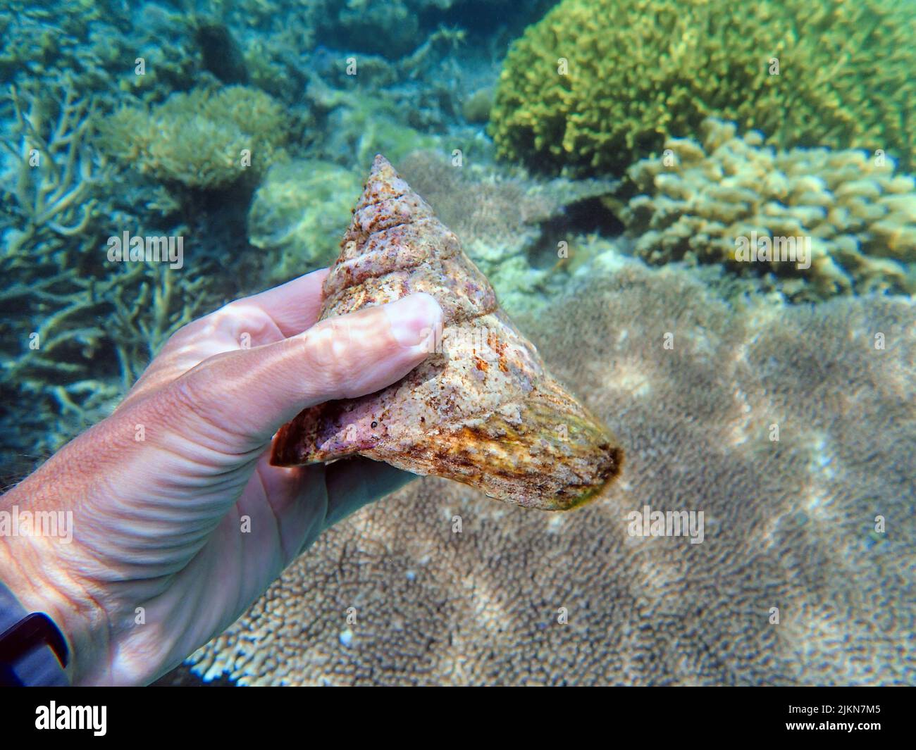 Indonesia Islas Anambas - Caracol marino - Caracol piramidal - Turbinidae Foto de stock