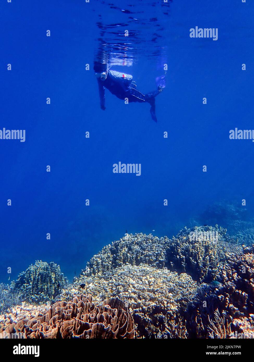 Indonesia Islas Anambas - Hombres buceando en el arrecife de coral Foto de stock