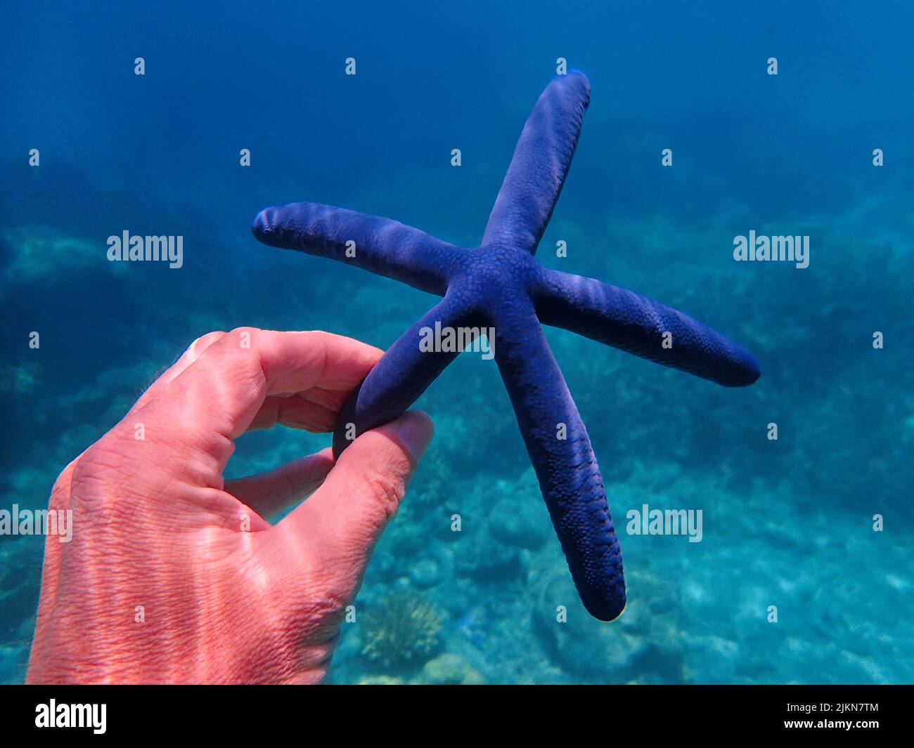 Indonesia Islas Anambas - Anambas con la mano Estrella azul del mar - Linckia laevigata Foto de stock