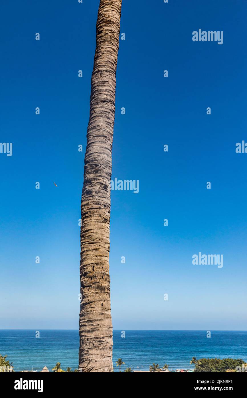 Una palmera, tronco de árbol, océano pacífico y cielo azul. Foto de stock