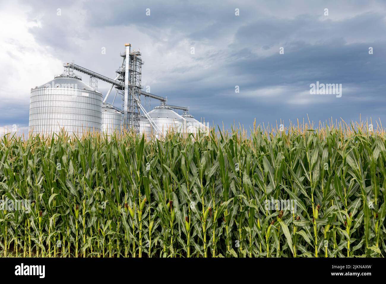 Campo de maíz en verano con elevador de almacenamiento de grano en el fondo y nubes de tormenta en el cielo. Cultivo de maíz, clima y concepto de agricultura. Foto de stock